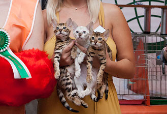 бенгалята - бенгальский котята на выставке кошек. лучший помет