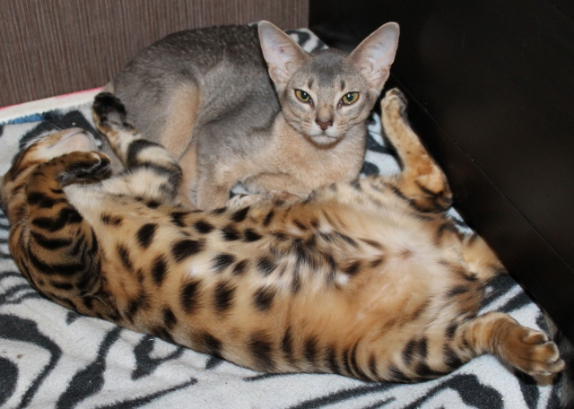 Абиссинский голубой котенок Абиссинский котенок. окрас голубой