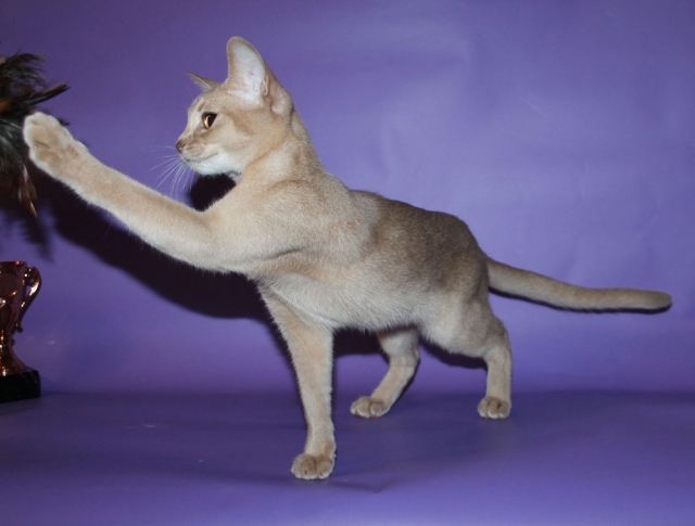 абиссинский котенок окрас фавн