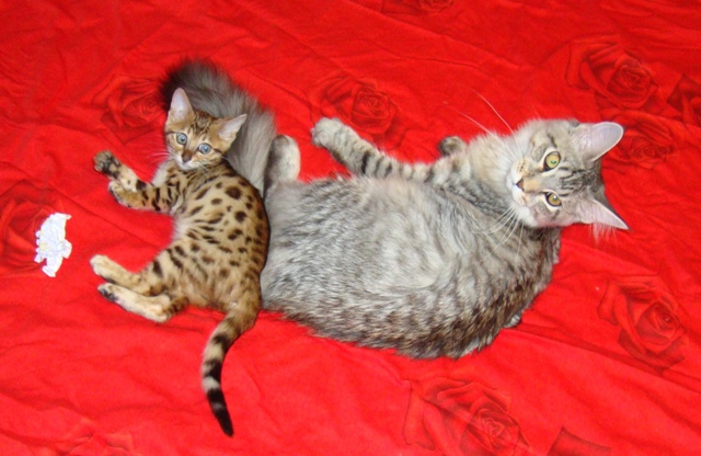 бенгальский котенок и котенок мейн кун