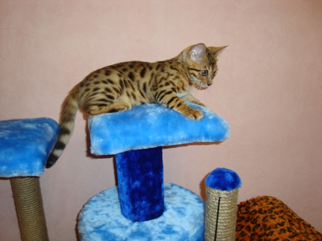 бенгальский котенок 3 месяца