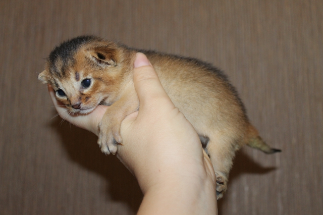 абиссинский малыш - Абиссинский котенок, окрас дикий