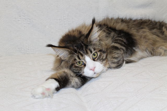 Цезарюша - Мейн кун Фото by Grandmur