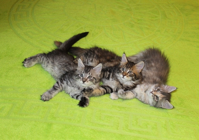 котята мейн кун от Рыси и Ренуара