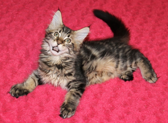 котенок мейн кун 2 месяца