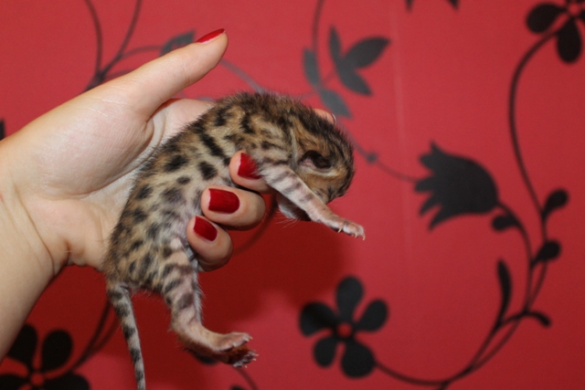 бенгаленок 1 день