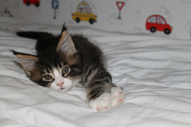 мейн кун котик