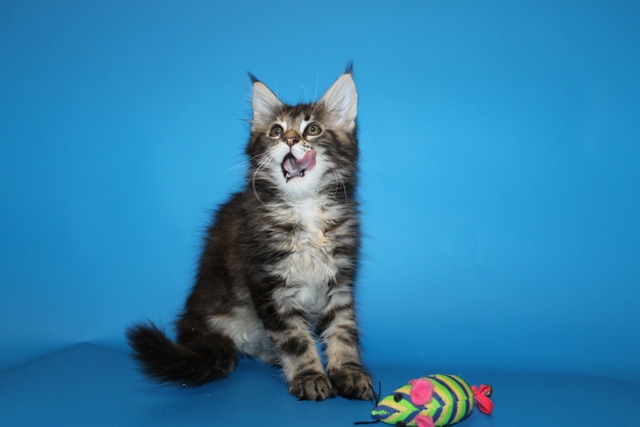 мейн кун Альфа