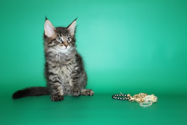 котенок мейн кун Бандерас