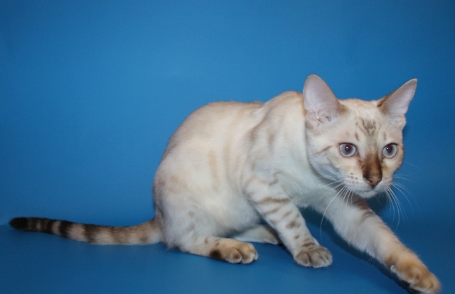 Кристиан Лобутен