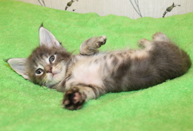 GRANDMUR TAIS LYNX STAR