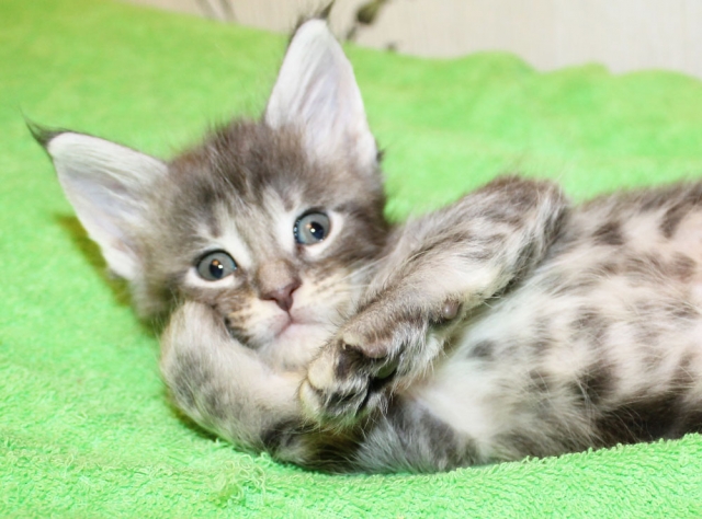 GRANDMUR TAIS LYNX STAR
