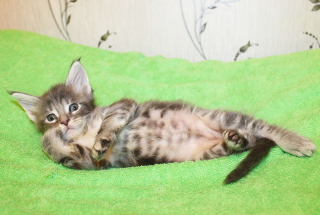 GRANDMUR TAIS LYNX STAR