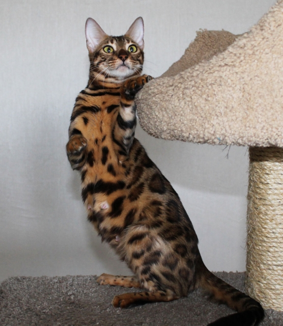 Фото Спайси