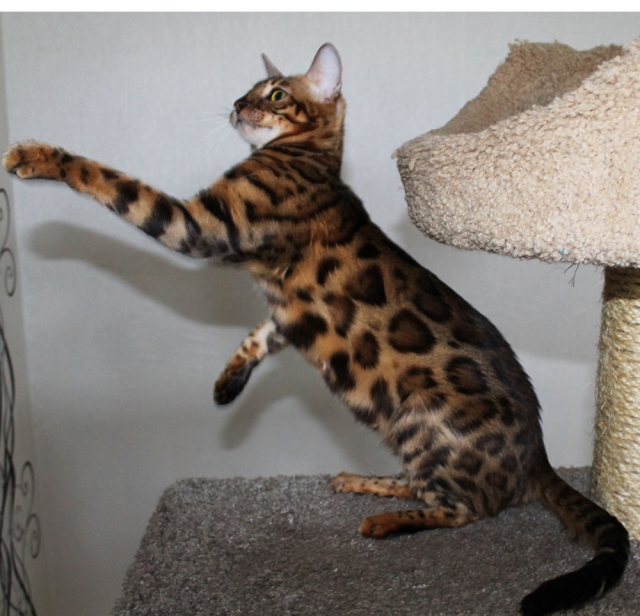 Фото Спайси