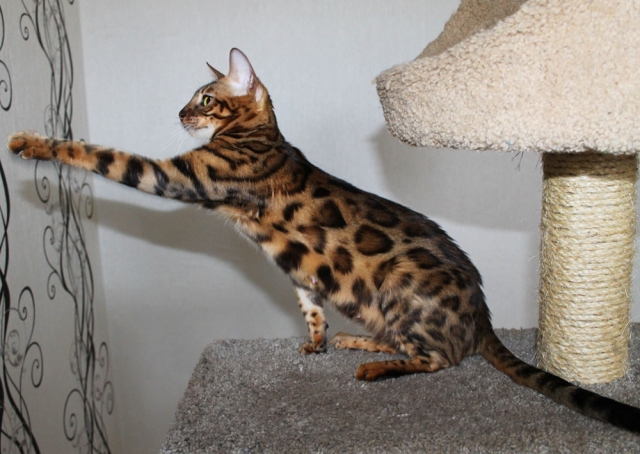 Фото Спайси