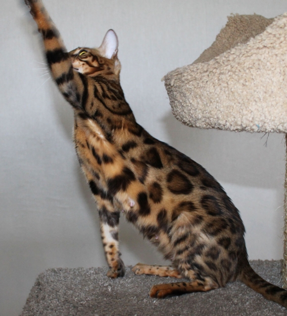 Фото Спайси