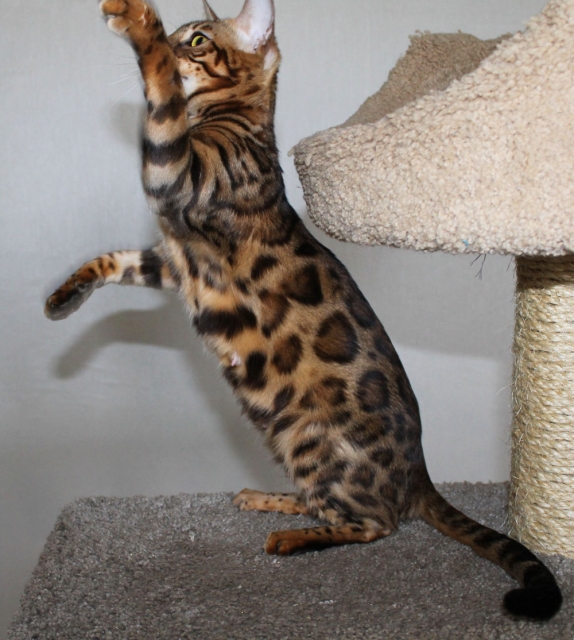 Фото Спайси