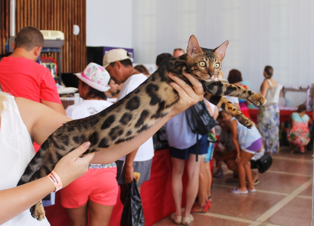 02-03 август 2014 Геленджик