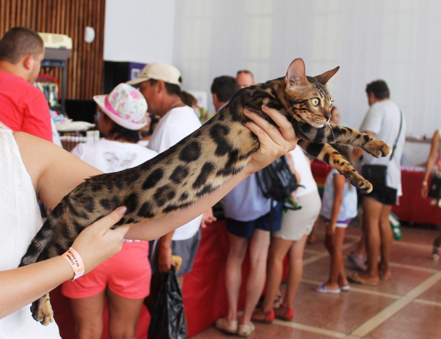 02-03 август 2014 Геленджик