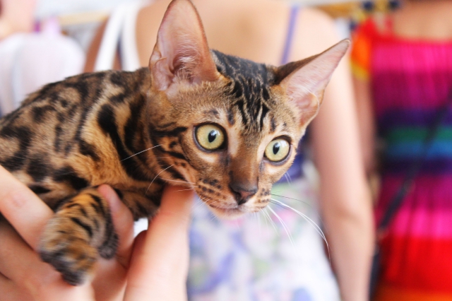 02-03 август 2014 Геленджик