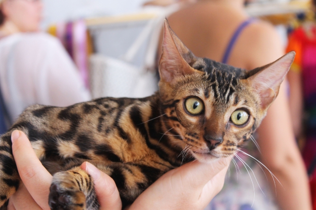 02-03 август 2014 Геленджик