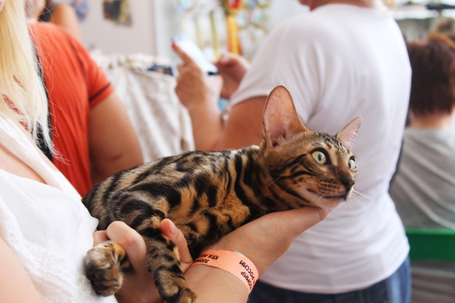 02-03 август 2014 Геленджик