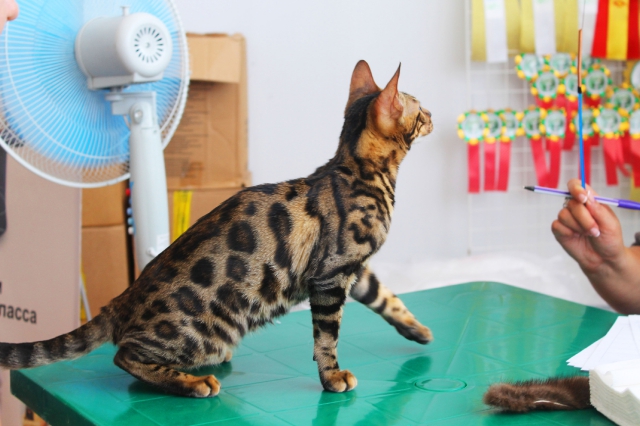 02-03 август 2014 Геленджик