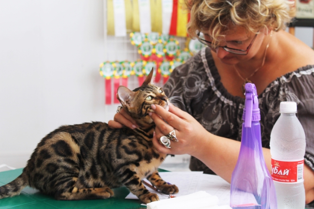 02-03 август 2014 Геленджик