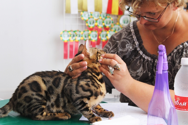 02-03 август 2014 Геленджик