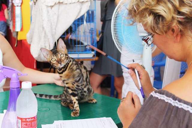 02-03 август 2014 Геленджик