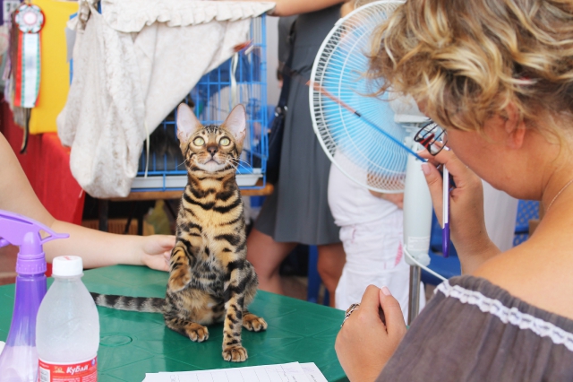 02-03 август 2014 Геленджик