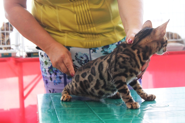 02-03 август 2014 Геленджик