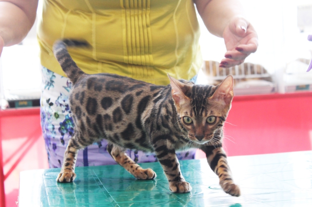 02-03 август 2014 Геленджик