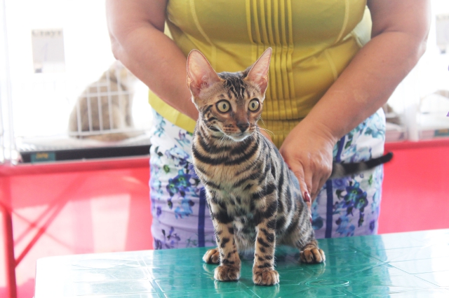 02-03 август 2014 Геленджик