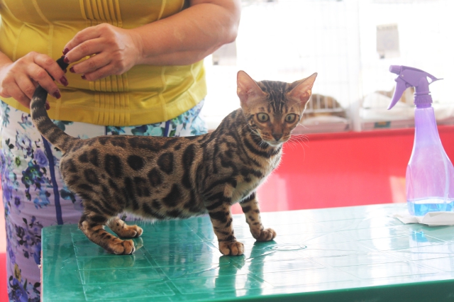 02-03 август 2014 Геленджик