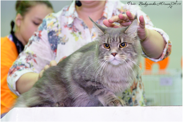 02 ноября 2014 Краснодар