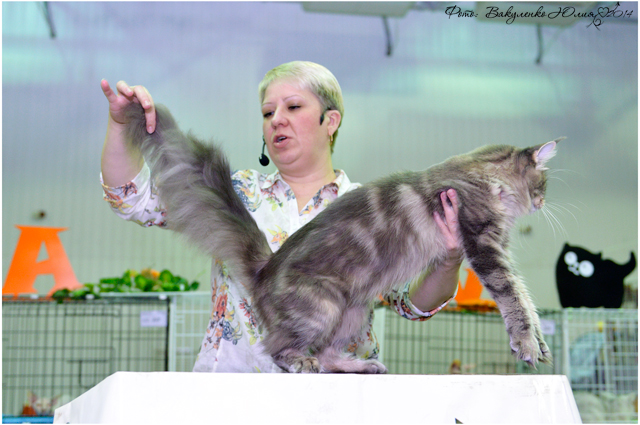 02 ноября 2014 Краснодар