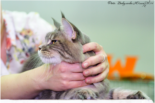 02 ноября 2014 Краснодар