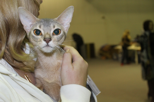 02 ноября 2014 Краснодар