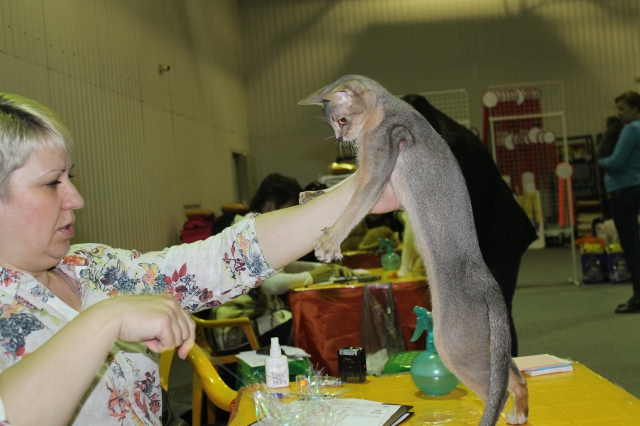 02 ноября 2014 Краснодар