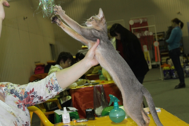 02 ноября 2014 Краснодар