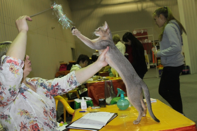 02 ноября 2014 Краснодар