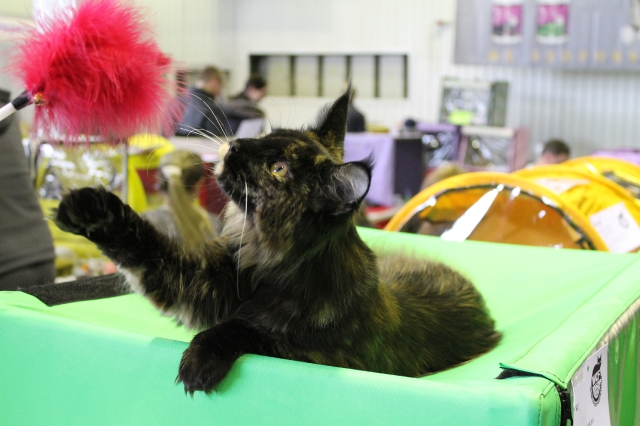 09 марта 2012 Краснодар