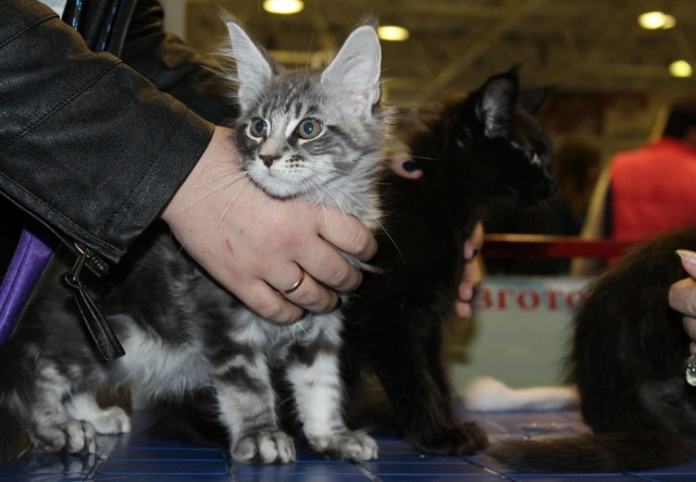 12-13 марта 2016. г. Краснодар