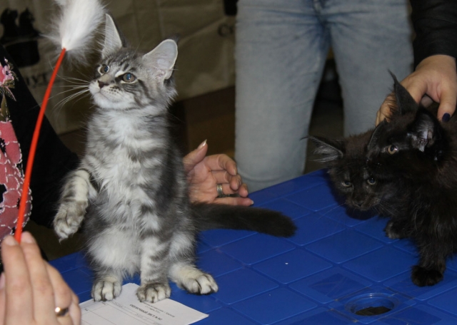 12-13 марта 2016. г. Краснодар