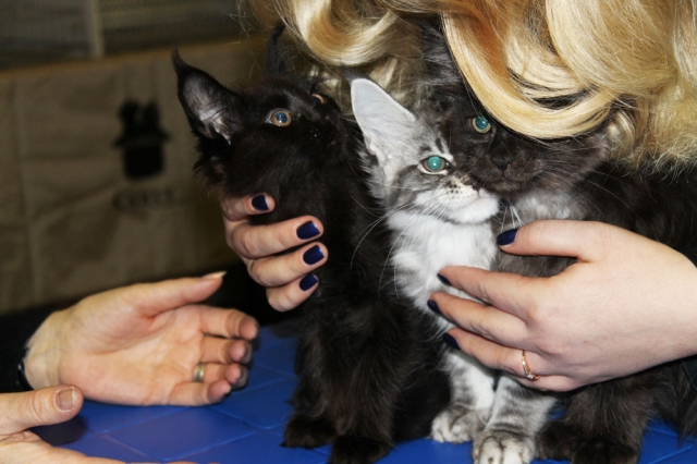 12-13 марта 2016. г. Краснодар