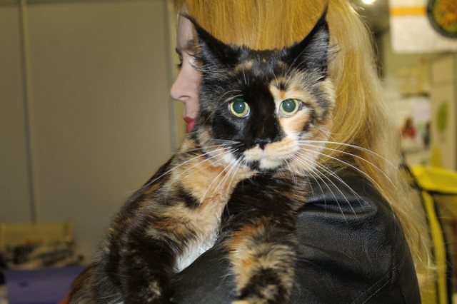 12-13 марта 2016. г. Краснодар