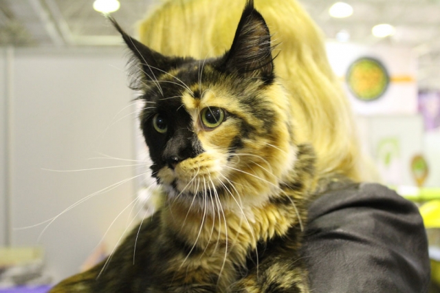 12-13 марта 2016. г. Краснодар