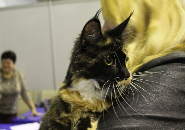 12-13 марта 2016. г. Краснодар